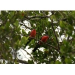 Rosy Bee-eater. Photo by Adam Riley. All rights reserved.