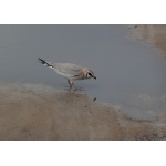 Gray Pratincole. Photo by Rick Taylor. Copyright Borderland Tours. All rights reserved.