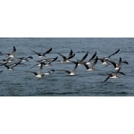 African Skimmers. Photo by Rick Taylor. Copyright Borderland Tours. All rights reserved.