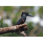Giant Kingfisher. Photo by Adam Riley. All rights reserved.