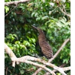 White-crested Tiger-Heron. Photo by Dave Semler. All rights reserved.