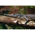 Floating by Slender-snouted Crocodile. Photo by Rick Taylor. Copyright Borderland Tours. All rights reserved.