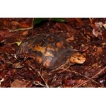 Hinged Tortoise. Photo by Adam Riley. All rights reserved.