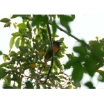 Black-headed Bee-eater. Photo by Adam Riley. All rights reserved.  