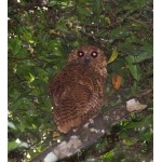 Pel's Fishing-Owl. Photo by Dave Semler. All rights reserved.