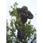 Juvenile male lowland gorilla. Photo by Rick Taylor. Copyright Borderland Tours. All rights reserved.