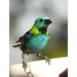 Green-headed Tanager. Photo by Rick Taylor. Copyright Borderland Tours. All rights reserved.