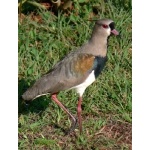 Southern Lapwing. Photo by Rick Taylor. Copyright Borderland Tours. All rights reserved.