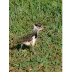 Baby Southern Lapwing. Photo by Rick Taylor. Copyright Borderland Tours. All rights reserved.
