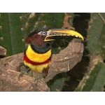 Chestnut-eared Aracari. Photo by Rick Taylor. Copyright Borderland Tours. All rights reserved.