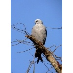 Plumbeous Kite. Photo by Rick Taylor. Copyright Borderland Tours. All rights reserved.