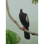 Black-fronted Piping-Guan. Photo by Larry Sassaman. All rights reserved.