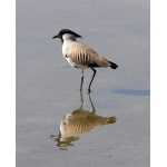 River Lapwing. Photo by Rick Taylor. Copyright Borderland Tours. All rights reserved.
