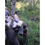 Elephant Approaches Sambar. Photo by Rick Taylor. Copyright Borderland Tours. All rights reserved.