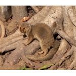 Small Indian Mongoose, Taj Majal. Photo by Rick Taylor. Copyright Borderland Tours. All rights reserved.