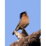 Singing Brahminy Starling, Bharatpur. Photo by Rick Taylor. Copyright Borderland Tours. All rights reserved.