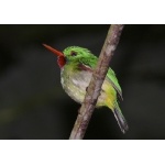 Jamaican Tody. Photo by Rick Taylor. Copyright Borderland Tours. All rights reserved. 