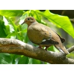 Zenaida Dove. Photo by Rick Taylor. Copyright Borderland Tours. All rights reserved.
