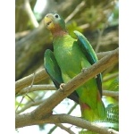Yellow-billed Parrot. Photo by Rick Taylor. Copyright Borderland Tours. All rights reserved.