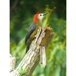 Jamaican Woodpecker. Photo by Rick Taylor. Copyright Borderland Tours. All rights reserved.