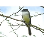 Stolid Flycatcher. Photo by Rick Taylor. Copyright Borderland Tours. All rights reserved. 