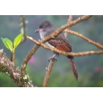 Rufous Flycatcher. Photo by Rick Taylor. Copyright Borderland Tours. All rights reserved.