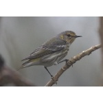 First winter female Cape May Warbler. Photo by Jean Halford. All rights reserved.