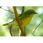 Female Black-throated Blue Warbler. Photo by Rick Taylor. Copyright Borderland Tours. All rights reserved. 