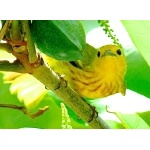 -Golden- Yellow Warbler. Photo by Rick Taylor. Copyright Borderland Tours. All rights reserved. 
