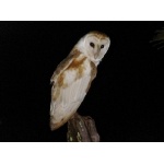 -Jamaican- Barn Owl. Photo by Rick Taylor. Copyright Borderland Tours. All rights reserve