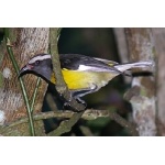 Bananaquit. Photo by Rick Taylor. Copyright Borderland Tours. All rights reserved.