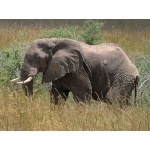 African Elephant. Photo by Rick Taylor. Copyright Borderland Tours. All rights reserved.