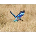 Lilac-breasted Roller in flight. Photo by Dave Semler. All rights reserved.