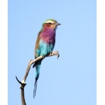 Lilac-breasted Roller perched. Photo by Dave Semler. All rights reserved.