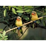 White-fronted Bee-eaters. Photo by Rick Taylor. Copyright Borderland Tours. All rights reserved.
