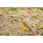 Yellow-throated Longclaw. Photo by Dave Semler. All rights reserved.