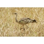 Black-bellied Bustard, female. Photo by Dave Semler. All rights reserved.