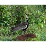 Black-bellied Bustard. Photo by Rick Taylor. Copyright Borderland Tours. All rights reserved.