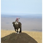 Lappet-faced Vulture. Photo by Dave Semler. All rights reserved.
