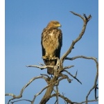 Tawny Eagle. Photo by Dave Semler. All rights reserved.
