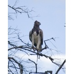 Martial Eagle. Photo by Dave Semler. All rights reserved.