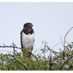 Black-chested Snake-Eagle. Photo by Dave Semler. All rights reserved.