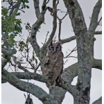 Verreaux's Eagle-Owl. Photo by Dave Semler. All rights reserved.