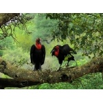 Southern Ground-Hornbills. Photo by Rick Taylor. Copyright Borderland Tours. All rights reserved.
