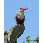 Gray-headed Kingfisher. Photo by Rick Taylor. Copyright Borderland Tours. All rights reserved.