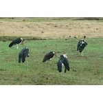 Marabou Storks. Photo by Rick Taylor. Copyright Borderland Tours. All rights reserved.
