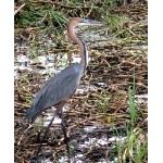 Goliath Heron, the world's largest heron species. Photo by Rick Taylor. Copyright Borderland Tours. All rights reserved.