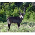 Defassa Waterbuck. Photo by Rick Taylor. Copyright Borderland Tours. All rights reserved.