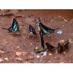 Butterfly Puddle Party. Photo by Rick Taylor. Copyright Borderland Tours. All rights reserved.