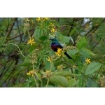 Red-chested Sunbird. Photo by Rick Taylor. Copyright Borderland Tours. All rights reserved.